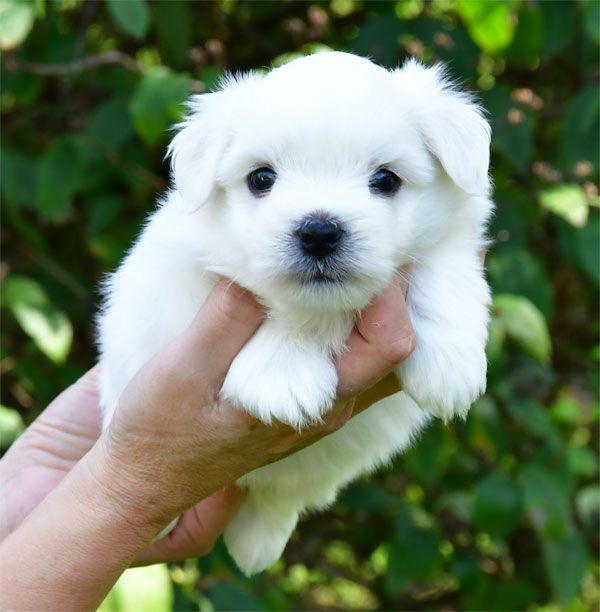 de dame nature - Chiots disponibles - Coton de Tulear