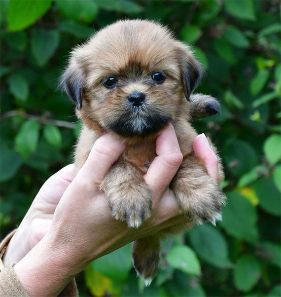 de dame nature - Chiots disponibles - Lhassa Apso