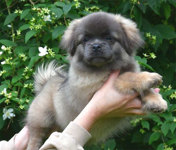 de dame nature - Chiots disponibles - Epagneul tibetain
