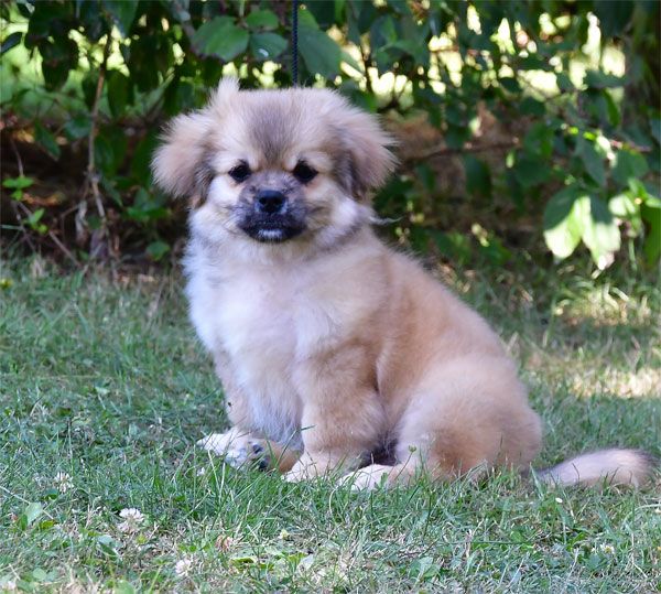 de dame nature - Chiots disponibles - Epagneul tibetain