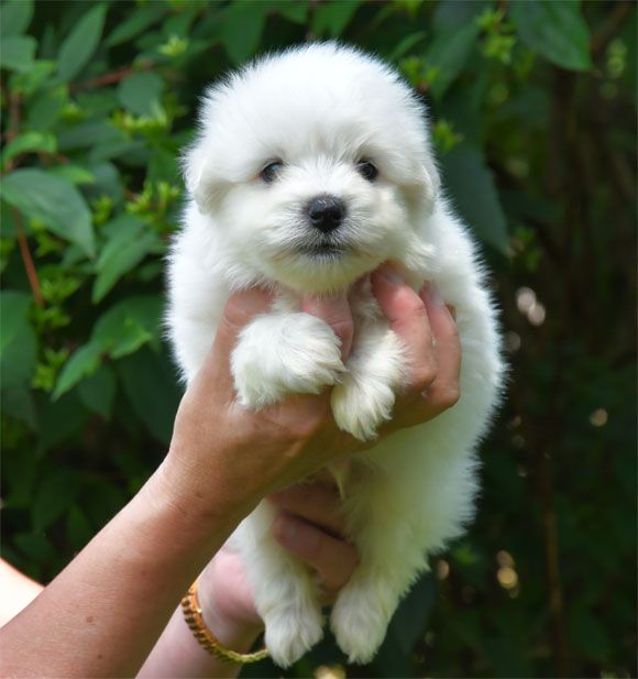 de dame nature - Chiots disponibles - Coton de Tulear