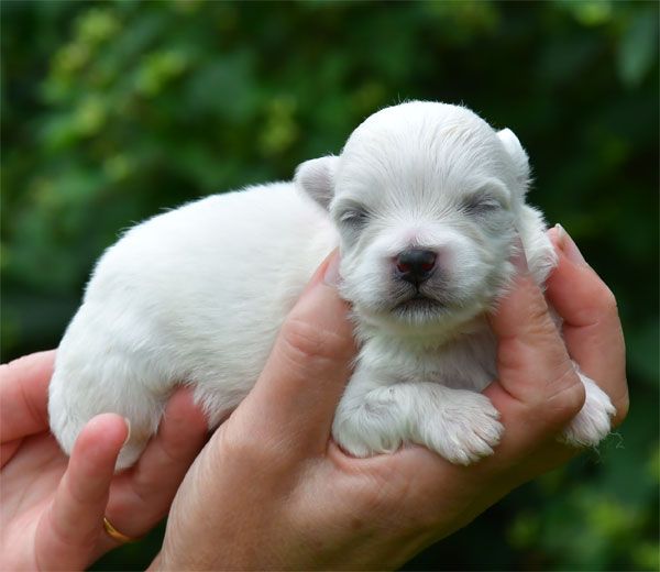 Chiot Coton de Tulear de dame nature
