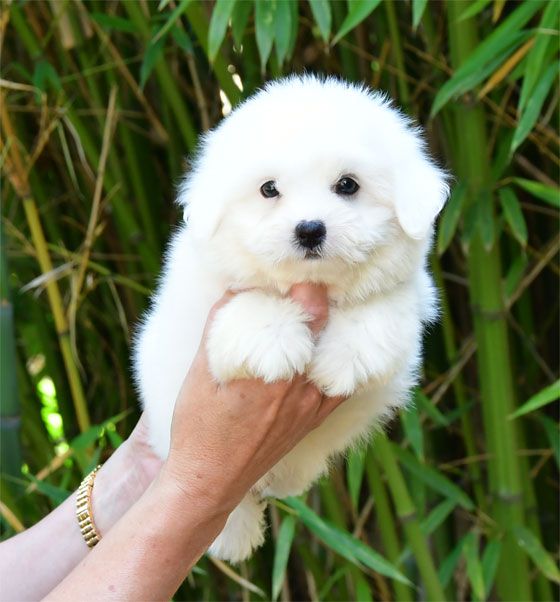 de dame nature - Chiots disponibles - Coton de Tulear