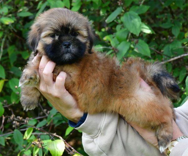de dame nature - Lhassa Apso - Portée née le 31/07/2025