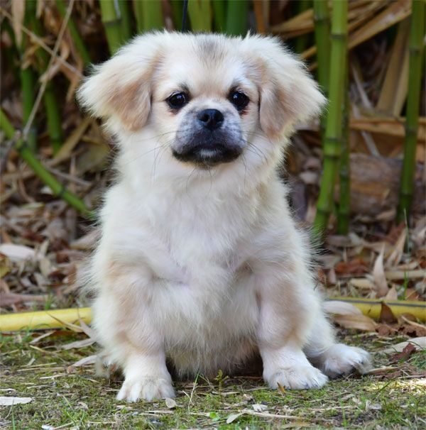 de dame nature - Chiots disponibles - Epagneul tibetain