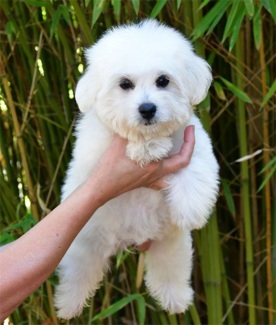 de dame nature - Chiots disponibles - Coton de Tulear
