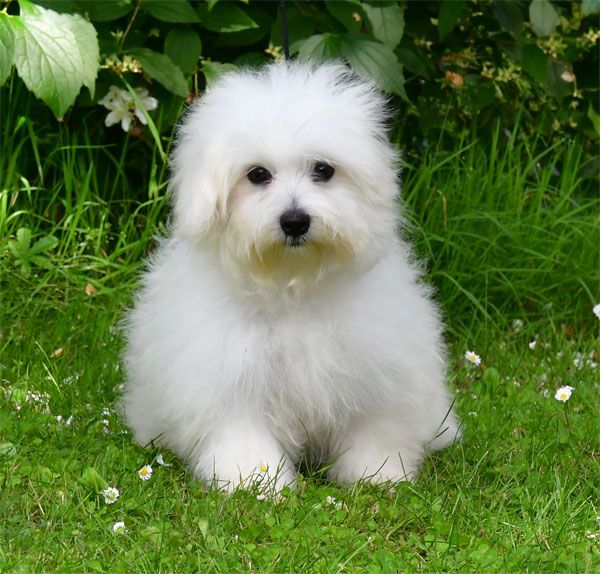 de dame nature - Coton de Tulear - Portée née le 23/01/2025