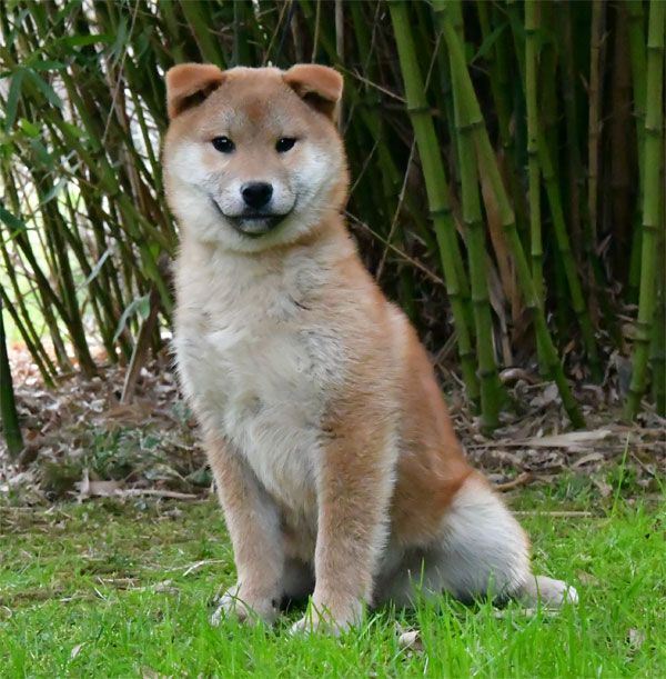 de dame nature - Chiots disponibles - Shiba