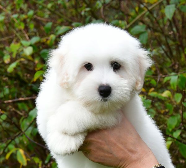 de dame nature - Chiots disponibles - Coton de Tulear
