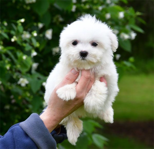 de dame nature - Chiots disponibles - Coton de Tulear