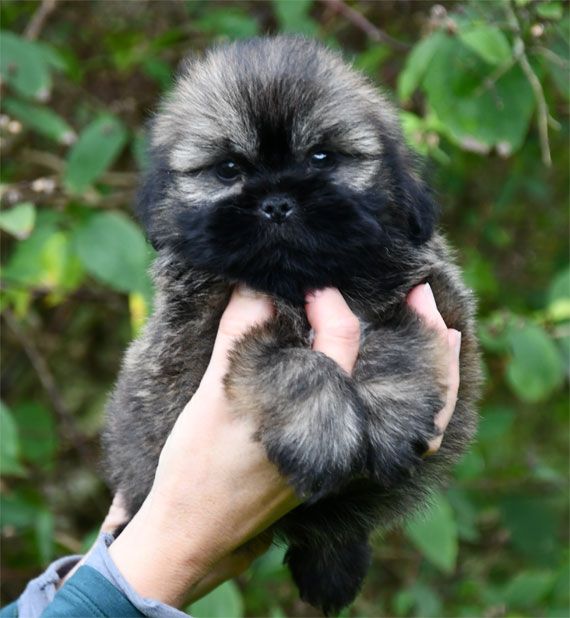 de dame nature - Chiots disponibles - Lhassa Apso