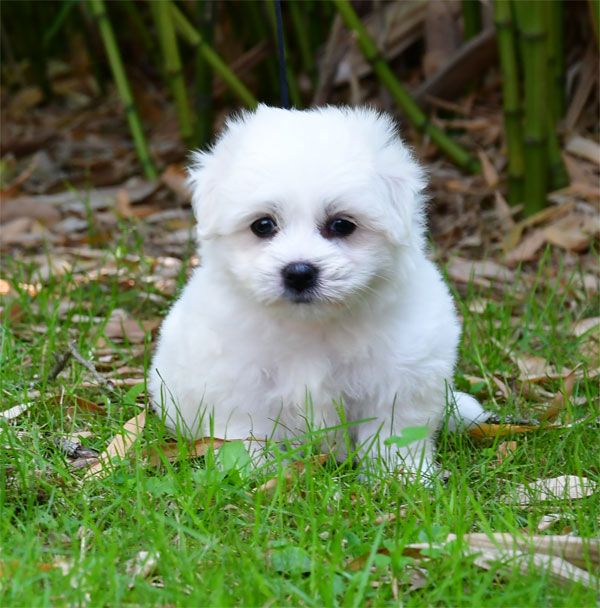 de dame nature - Coton de Tulear - Portée née le 07/05/2025