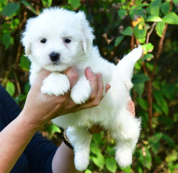 de dame nature - Chiots disponibles - Coton de Tulear