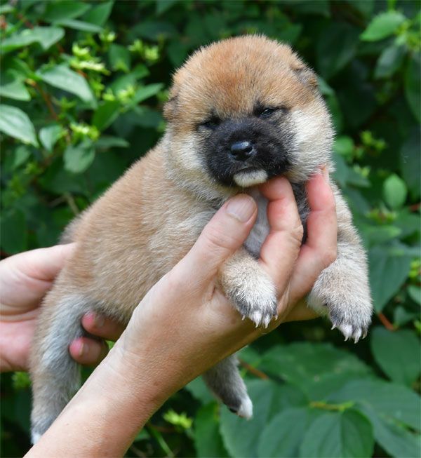 de dame nature - Chiots disponibles - Shiba