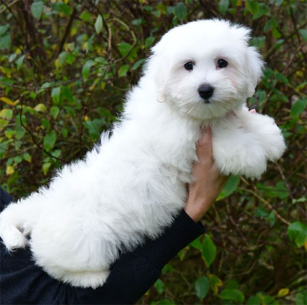de dame nature - Chiots disponibles - Coton de Tulear