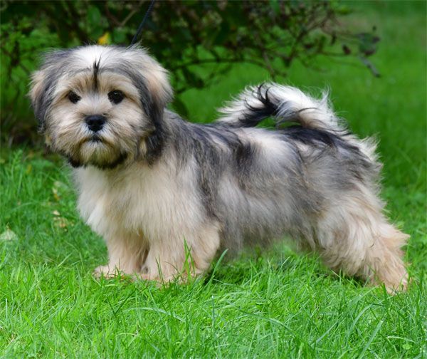de dame nature - Lhassa Apso - Portée née le 18/05/2025