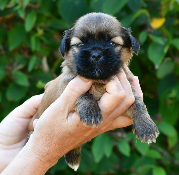 de dame nature - Chiots disponibles - Lhassa Apso