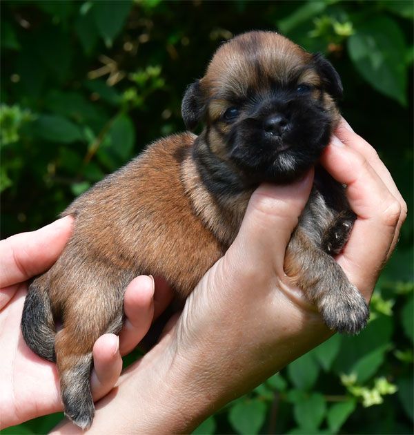 de dame nature - Chiots disponibles - Lhassa Apso