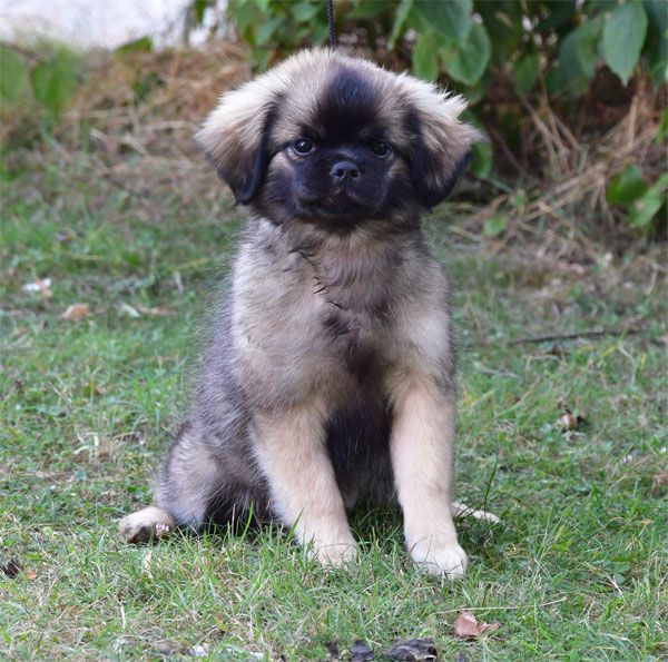 de dame nature - Chiots disponibles - Epagneul tibetain