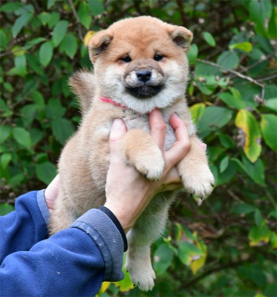 de dame nature - Chiots disponibles - Shiba