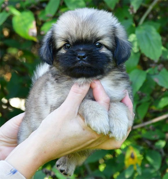 de dame nature - Chiots disponibles - Epagneul tibetain