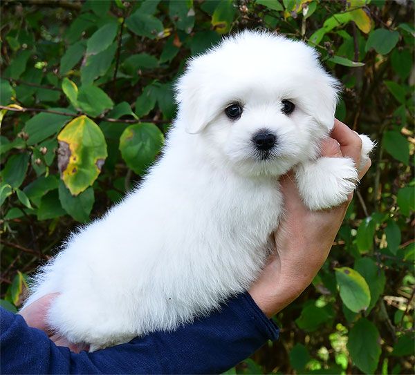 de dame nature - Coton de Tulear - Portée née le 28/08/2025