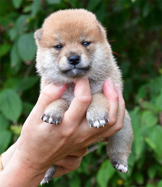 de dame nature - Chiots disponibles - Shiba
