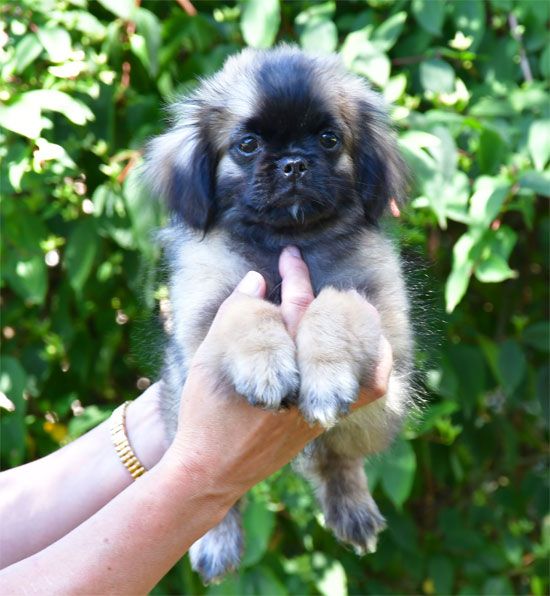 de dame nature - Chiots disponibles - Epagneul tibetain