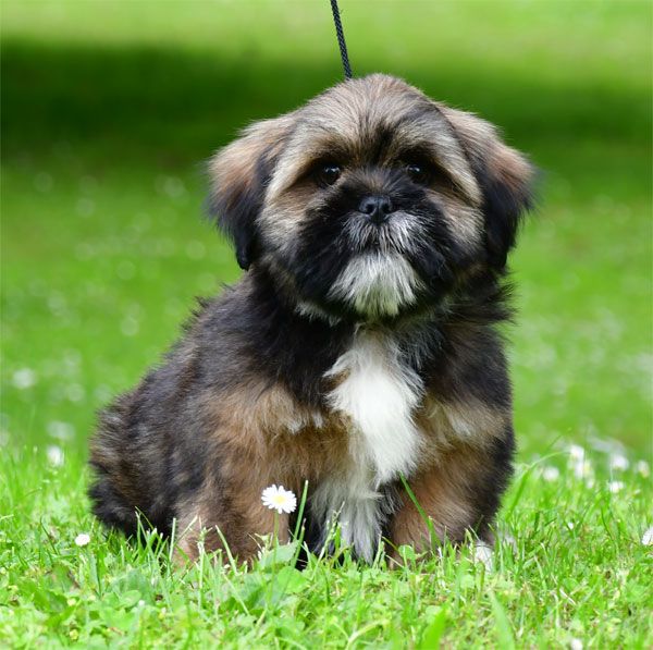 de dame nature - Lhassa Apso - Portée née le 30/01/2025