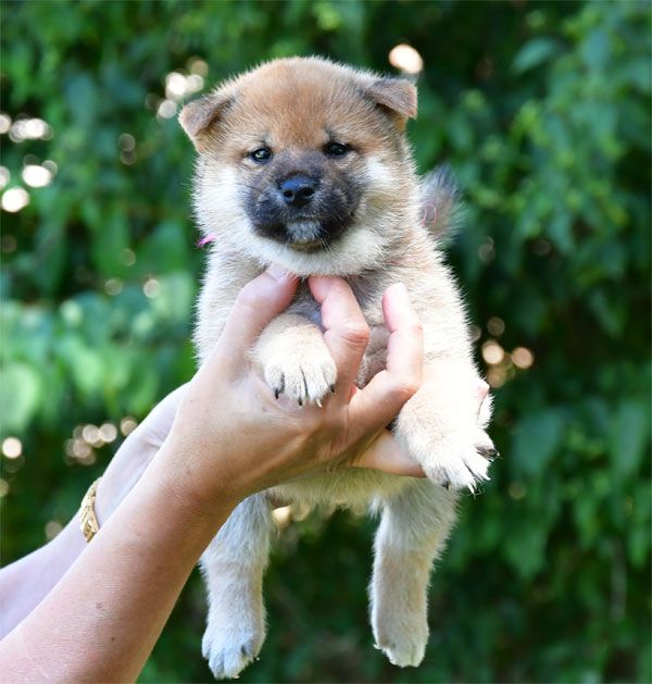 de dame nature - Chiots disponibles - Shiba