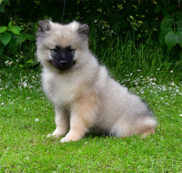 de dame nature - Chiots disponibles - Spitz allemand