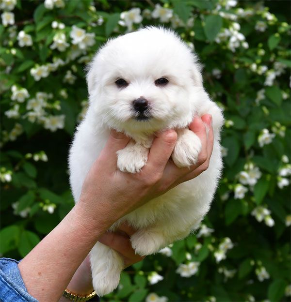 de dame nature - Chiots disponibles - Coton de Tulear