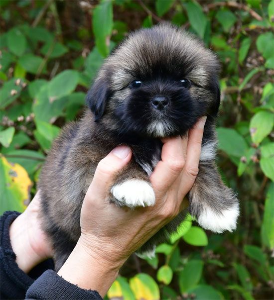 de dame nature - Chiots disponibles - Lhassa Apso