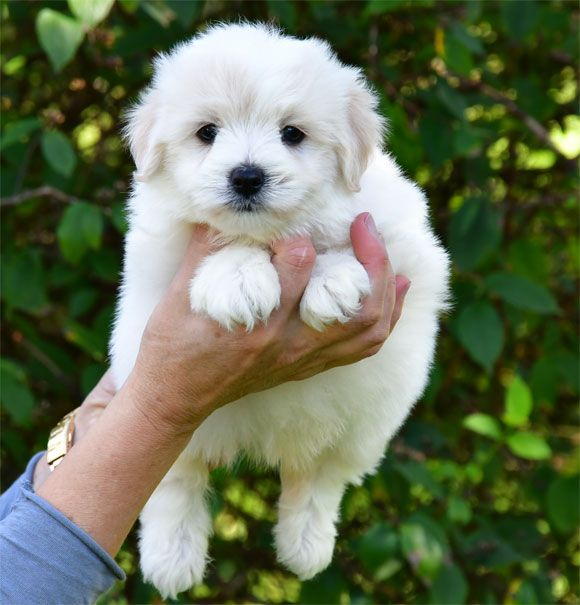 de dame nature - Coton de Tulear - Portée née le 23/08/2025