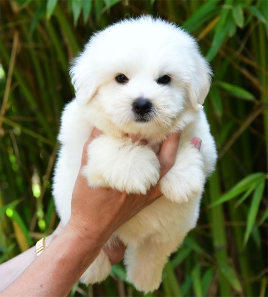 de dame nature - Chiots disponibles - Coton de Tulear