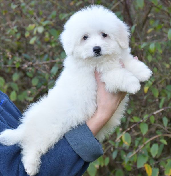 de dame nature - Chiots disponibles - Coton de Tulear