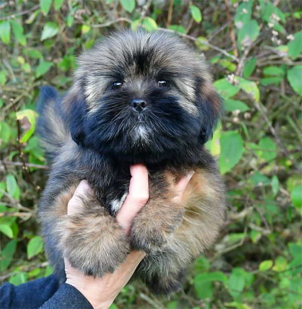 de dame nature - Chiots disponibles - Lhassa Apso