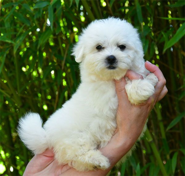de dame nature - Chiots disponibles - Coton de Tulear