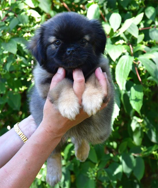 de dame nature - Chiots disponibles - Epagneul tibetain