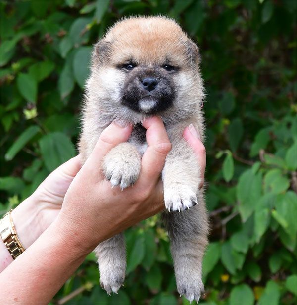 de dame nature - Chiots disponibles - Shiba