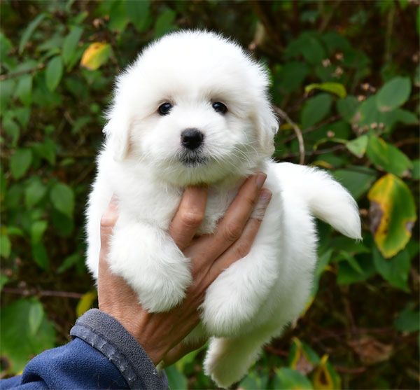 de dame nature - Coton de Tulear - Portée née le 04/09/2025
