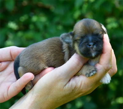 Chiot N°1