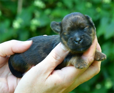 Chiot N°3
