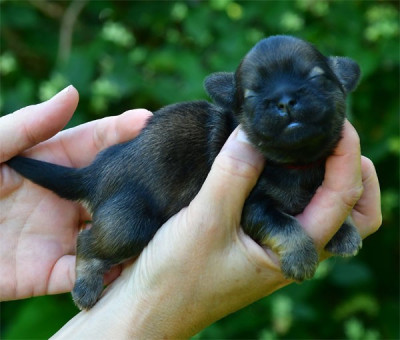 Chiot N°4