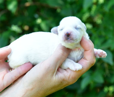 Chiot N°2