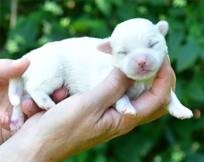 Chiot N°3