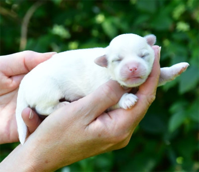 Chiot N°4