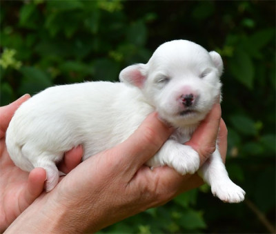 Chiot N°3