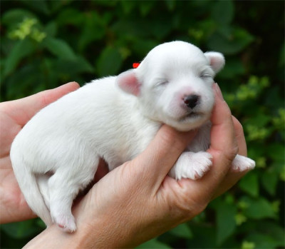 Chiot N°5