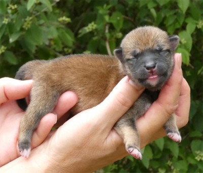 Chiot N°1